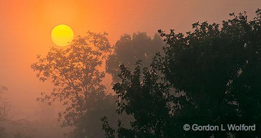 Trees In Foggy Sunrise_45777-9.jpg - Photographed at Kilmarnock, Ontario, Canada.